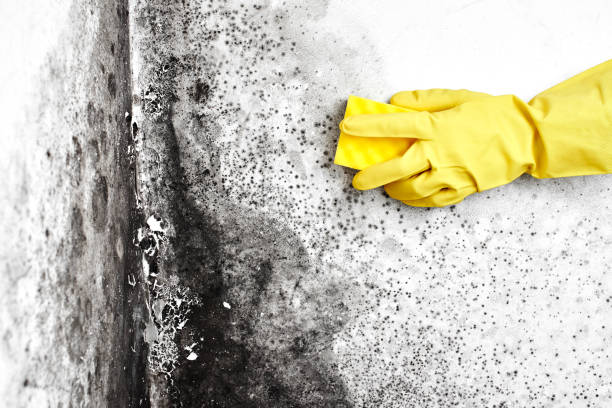 Attic Mold Removal in Lakeport, CA