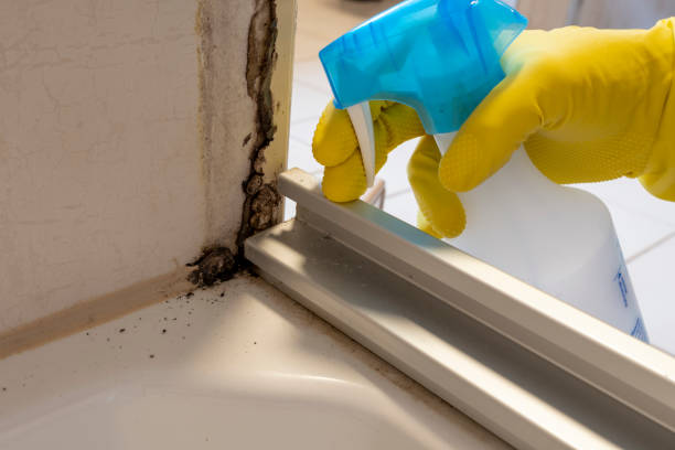 Best Affordable Mold Removal  in Lakeport, CA