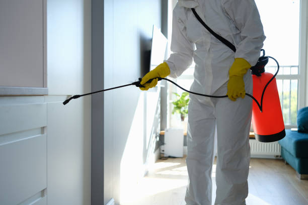 Best Black Mold Removal  in Lakeport, CA
