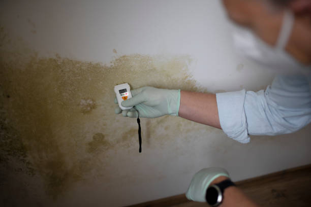 Lakeport, CA Mold Removal Company