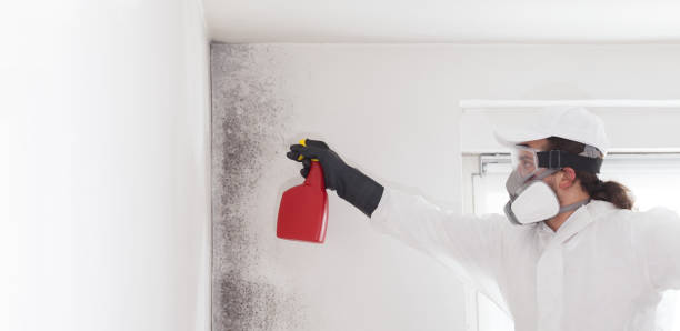 Best Professional Mold Removal  in Lakeport, CA