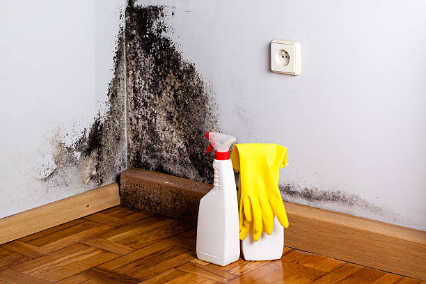 Best Local Mold Removal Service  in Lakeport, CA