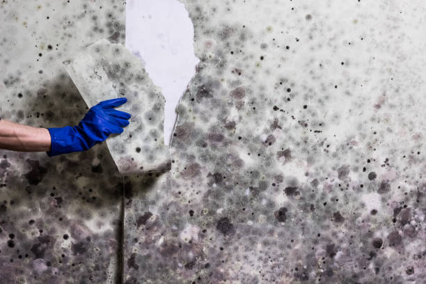 Best Mold Remediation Experts  in Lakeport, CA