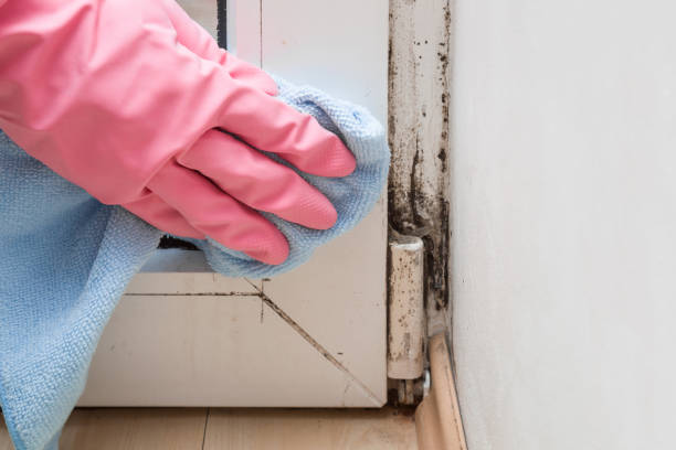 Best Residential Mold Removal  in Lakeport, CA
