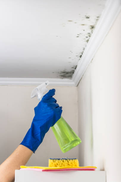 Best Mold Testing  in Lakeport, CA