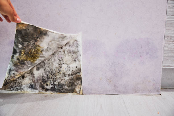 Best Home Mold Removal  in Lakeport, CA